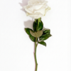 Rose weiß einzeln