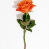 Einzelne Rose in orange