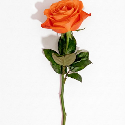 Einzelne Rose in orange