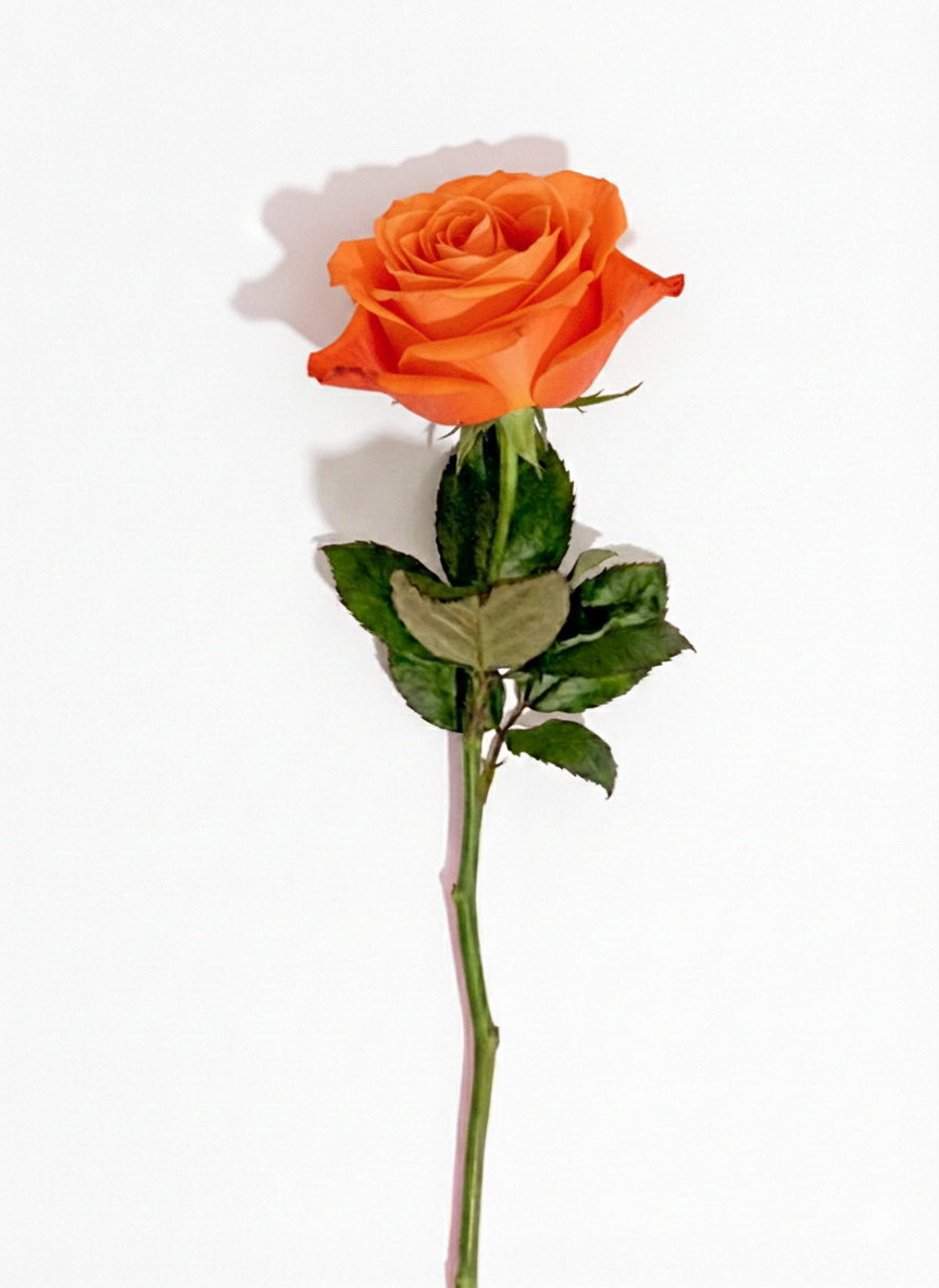 Einzelne Rose in orange