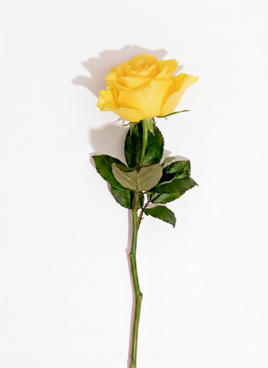 Rose Einzelblume zur Beerdigung in gelb